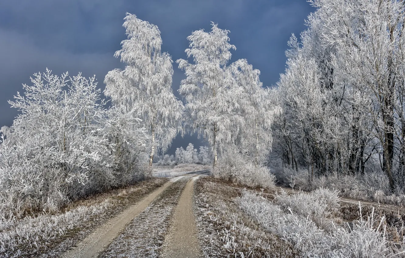 Photo wallpaper winter, frost, road, birch