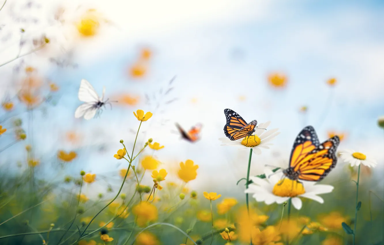 Photo wallpaper summer, macro, flowers, butterfly, chamomile, buttercups