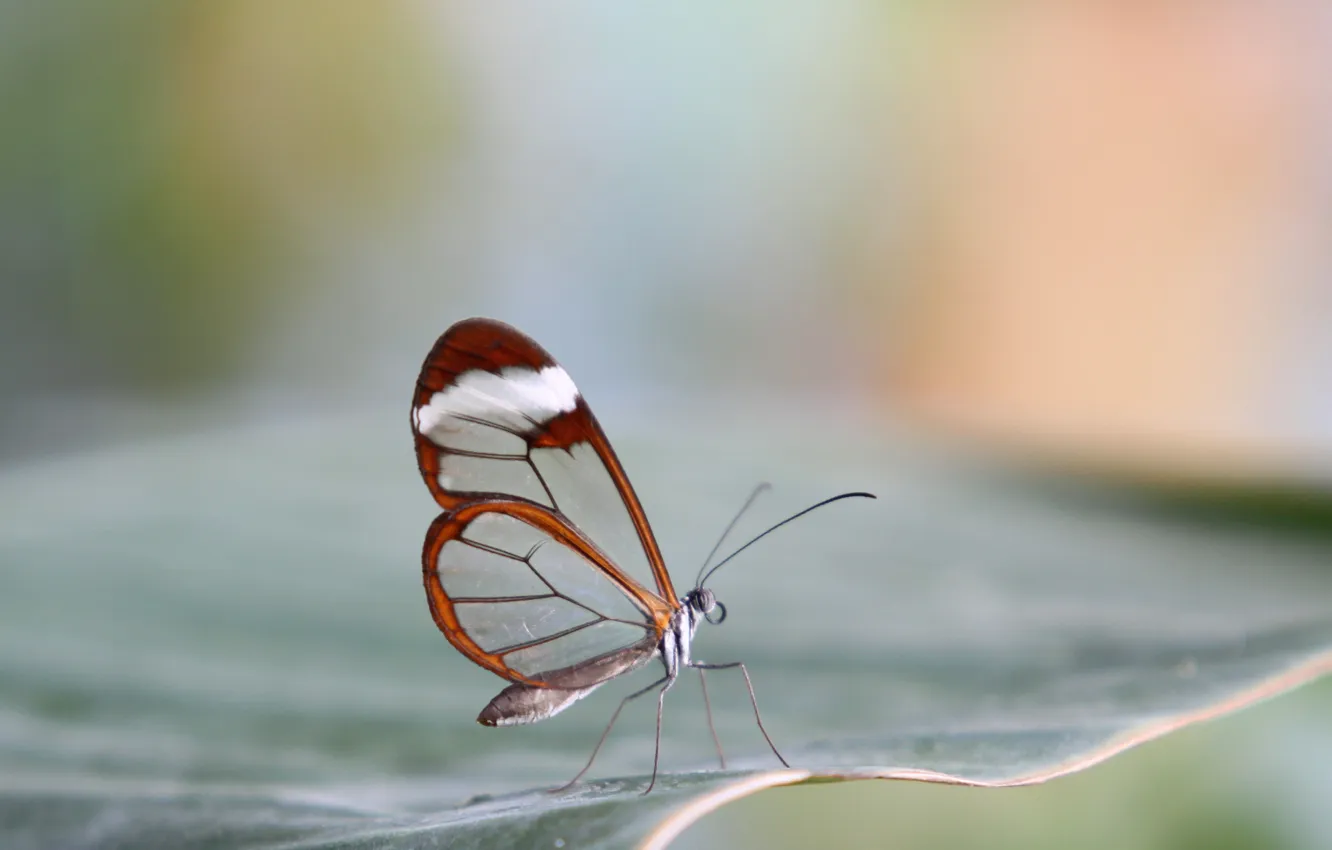 Photo wallpaper transparency, butterfly, Metalic