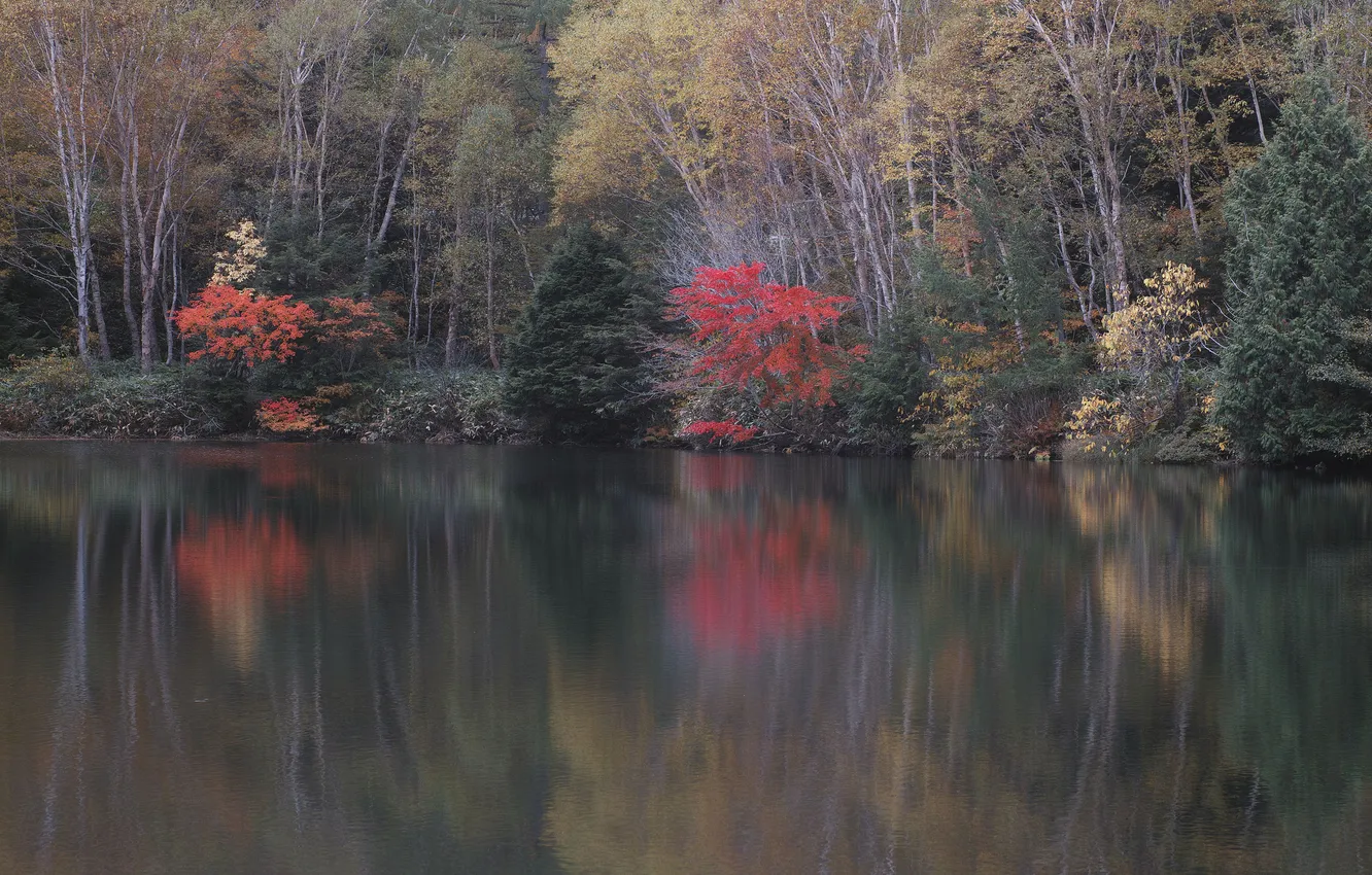 Photo wallpaper autumn, forest, trees, lake, reflection