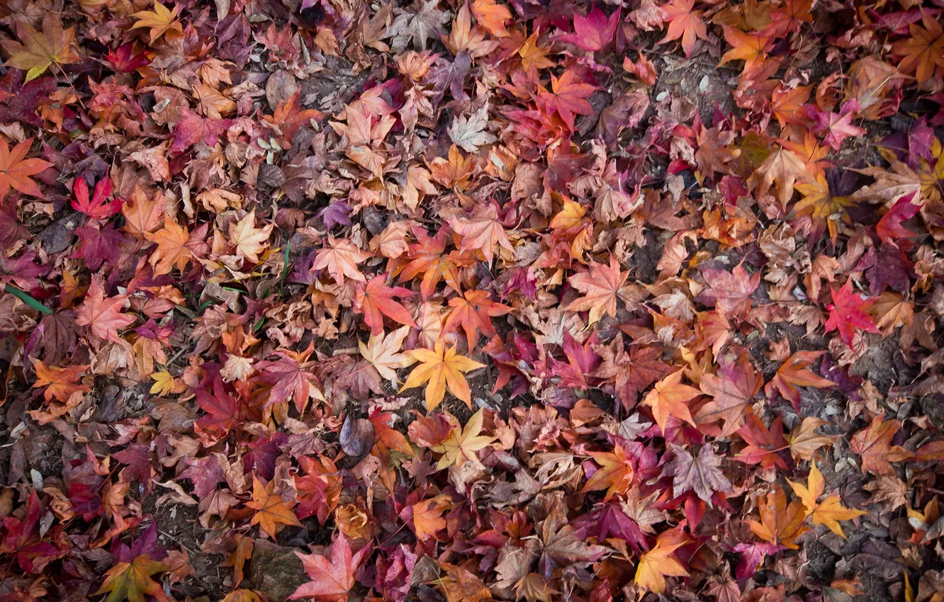 Photo wallpaper autumn, leaves, nature