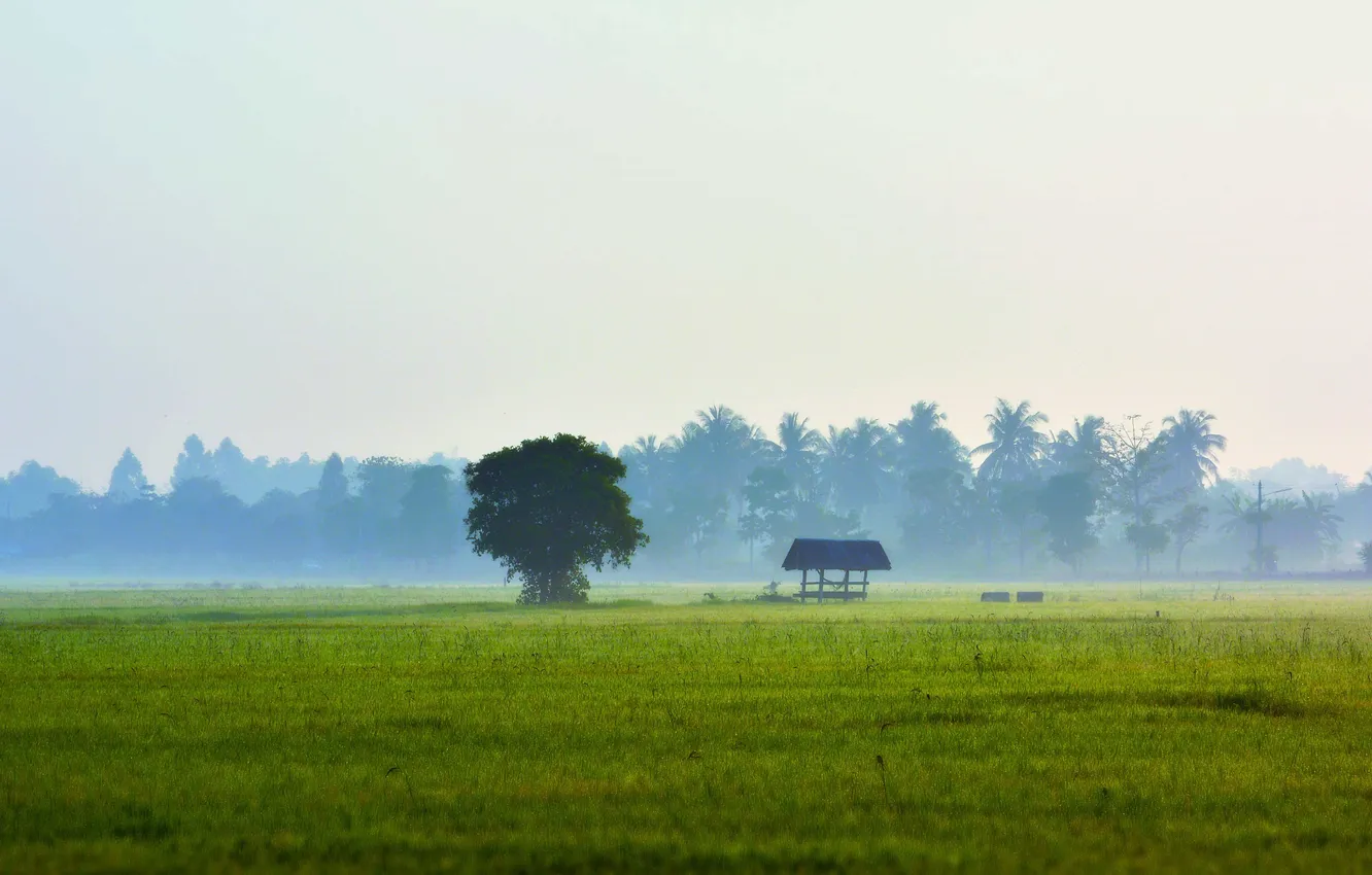 Photo wallpaper field, the sky, grass, trees, fog, coconut trees
