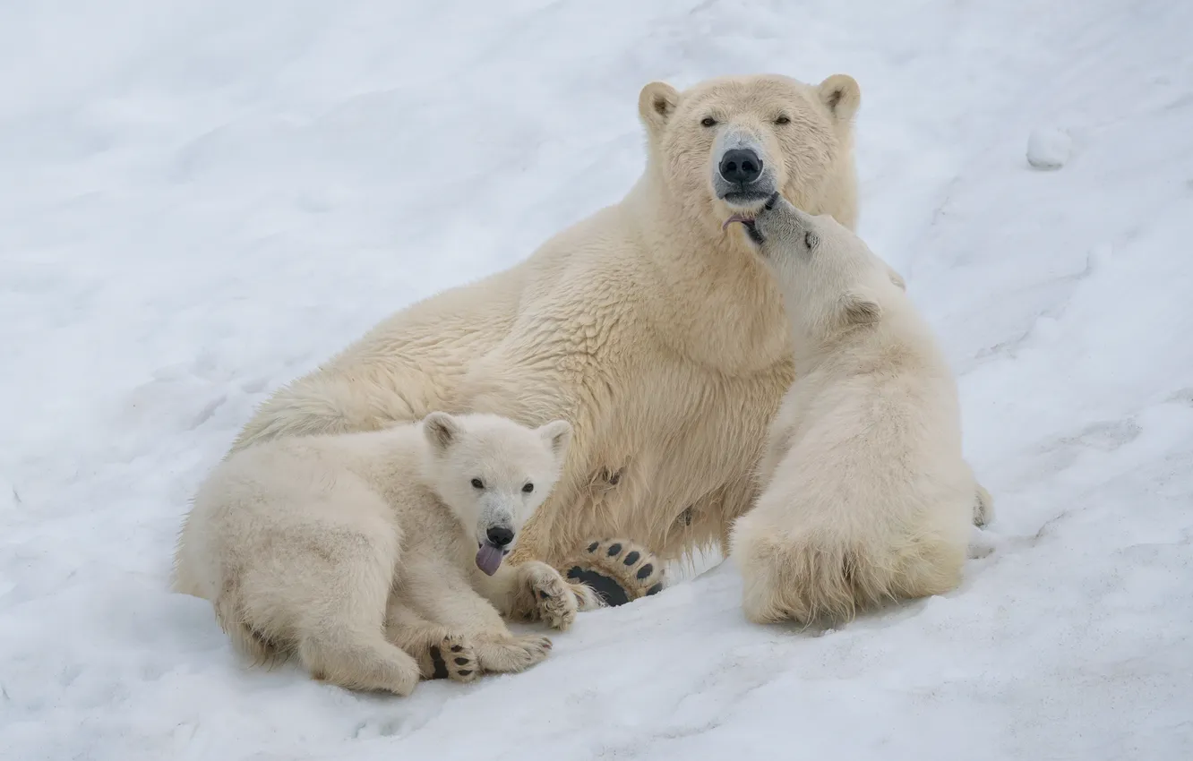 Photo wallpaper snow, bear, polar bears, polar bears