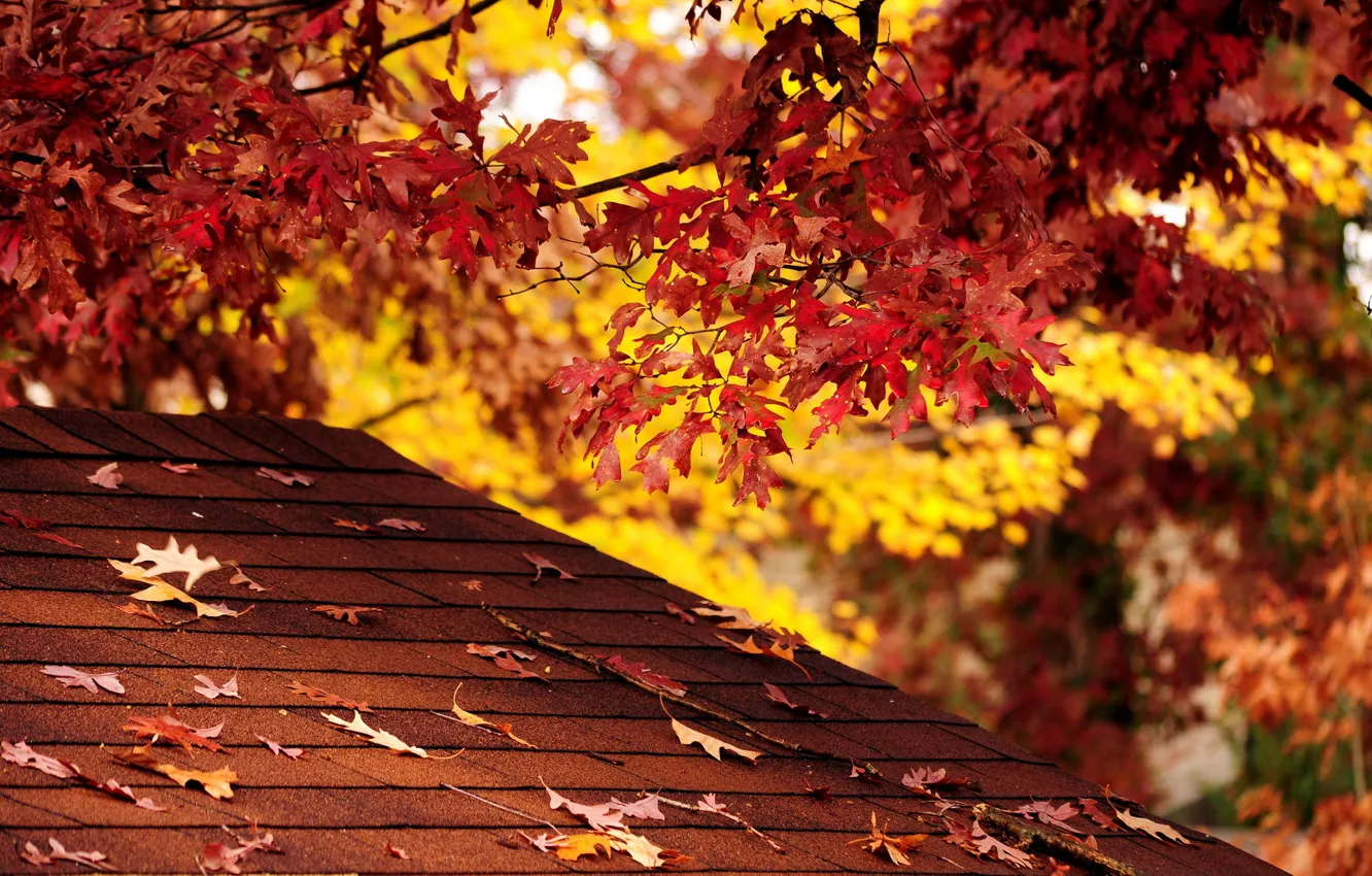 Photo wallpaper autumn, nature, Fall Color