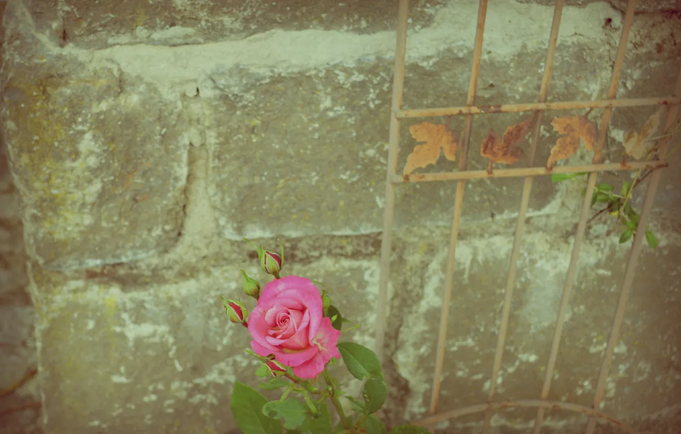 Photo wallpaper wall, rose, flower