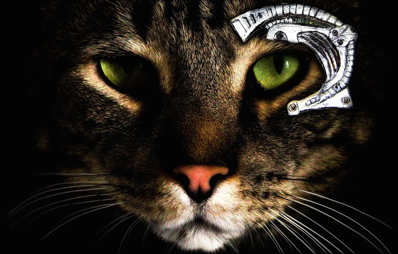 Photo wallpaper cat, eyes, cat, look, face, darkness, grey, black background