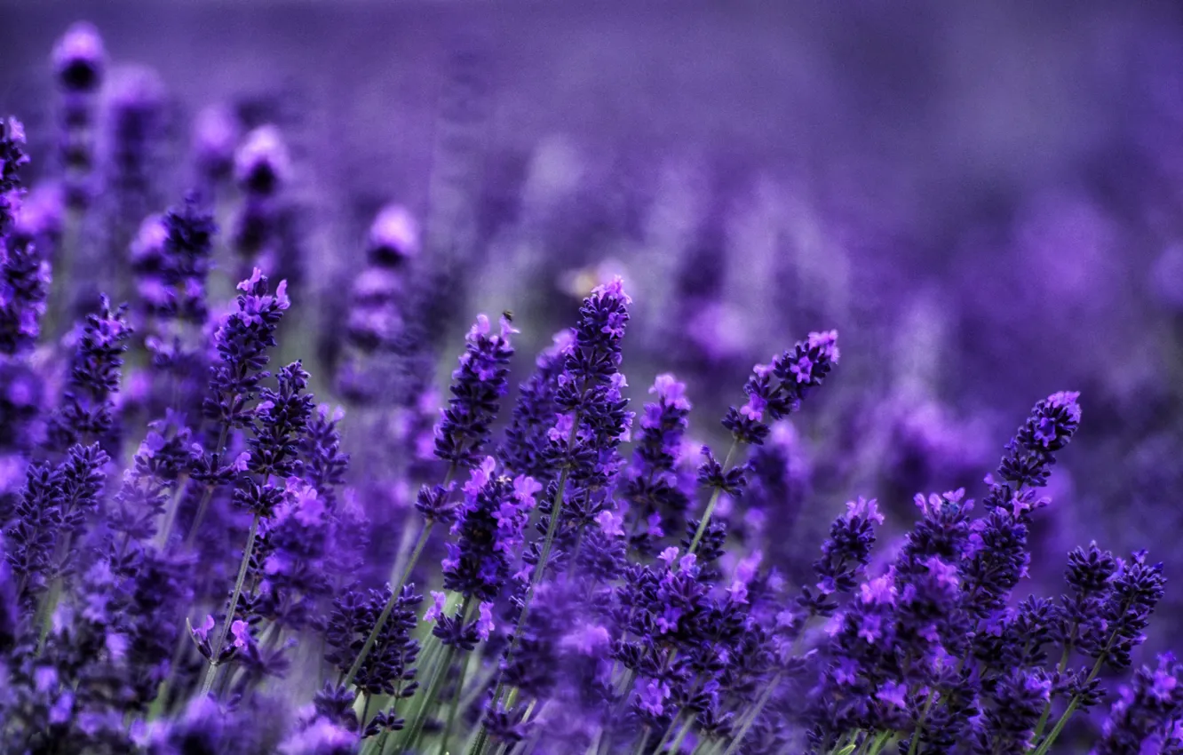 Photo wallpaper bee, stem, lavender, bokeh