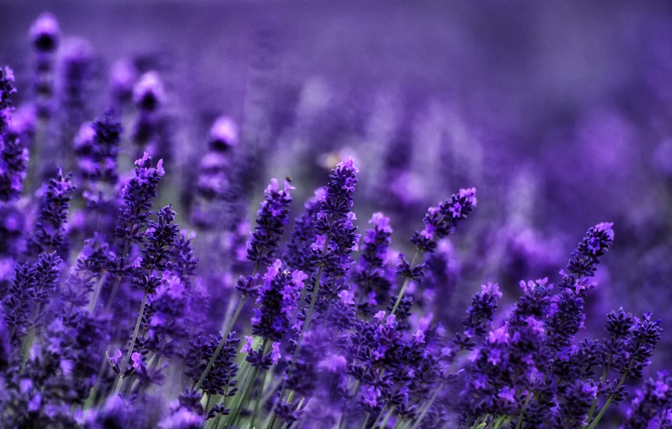 Photo wallpaper stems, bees, lavender, bokeh