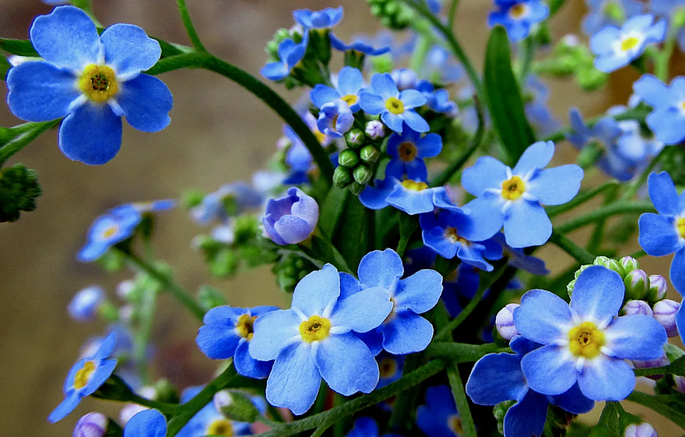 Photo wallpaper macro, nature, plant, petals