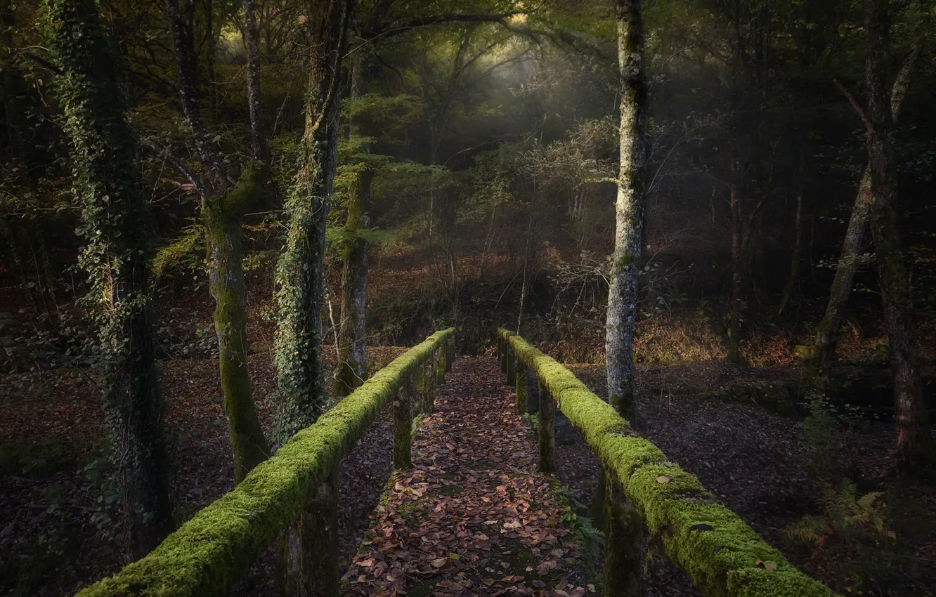 Photo wallpaper forest, bridge, moss