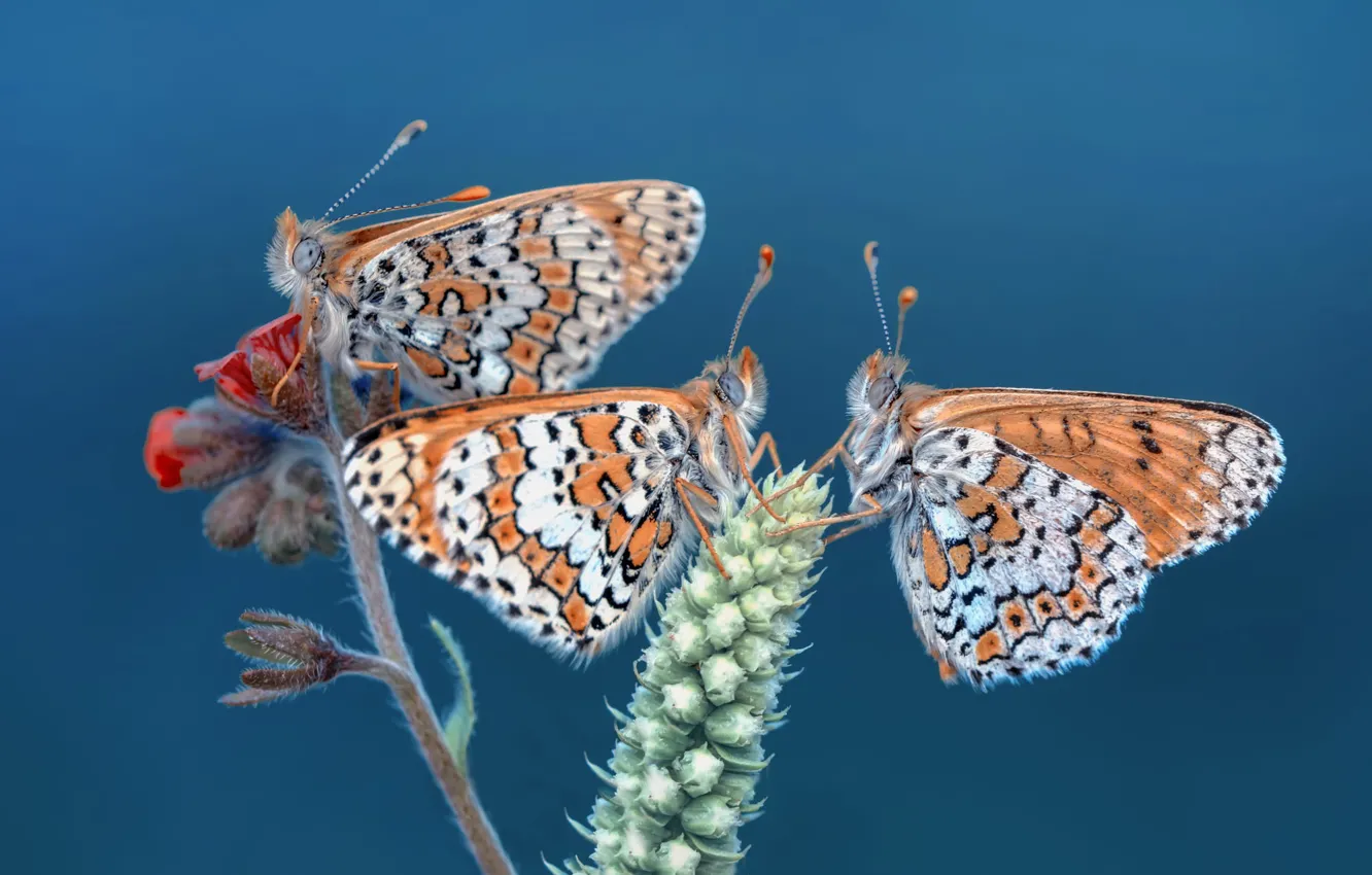 Photo wallpaper macro, flowers, butterfly, three, insect, trio, blue background