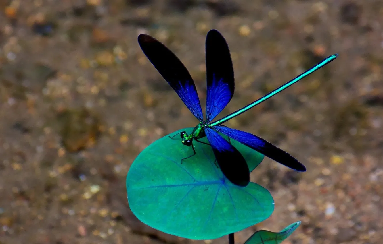 Photo wallpaper nature, macro, leaf, wings, dragonfly, insect, nature, wings