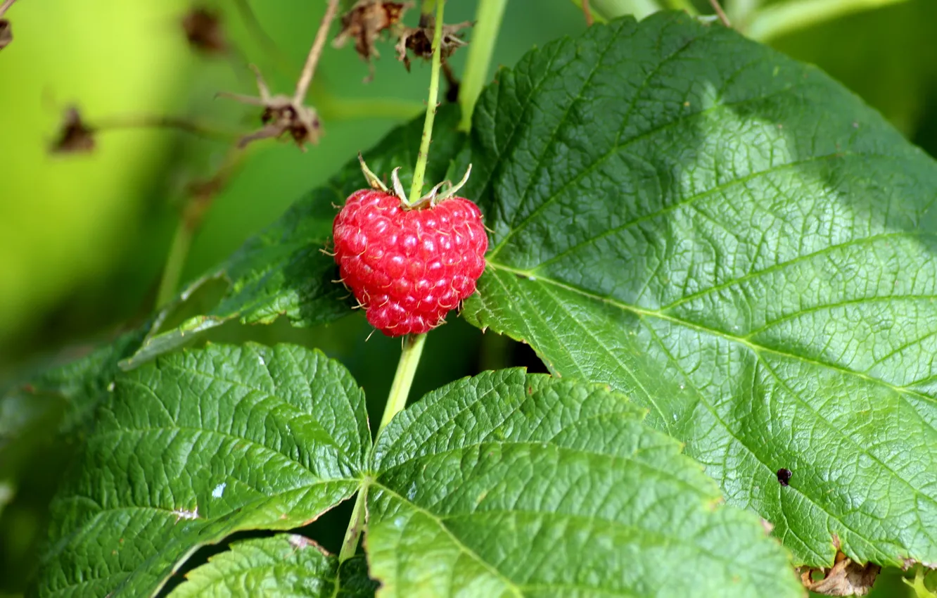 Photo wallpaper leaves, macro, berries, raspberry, bokeh
