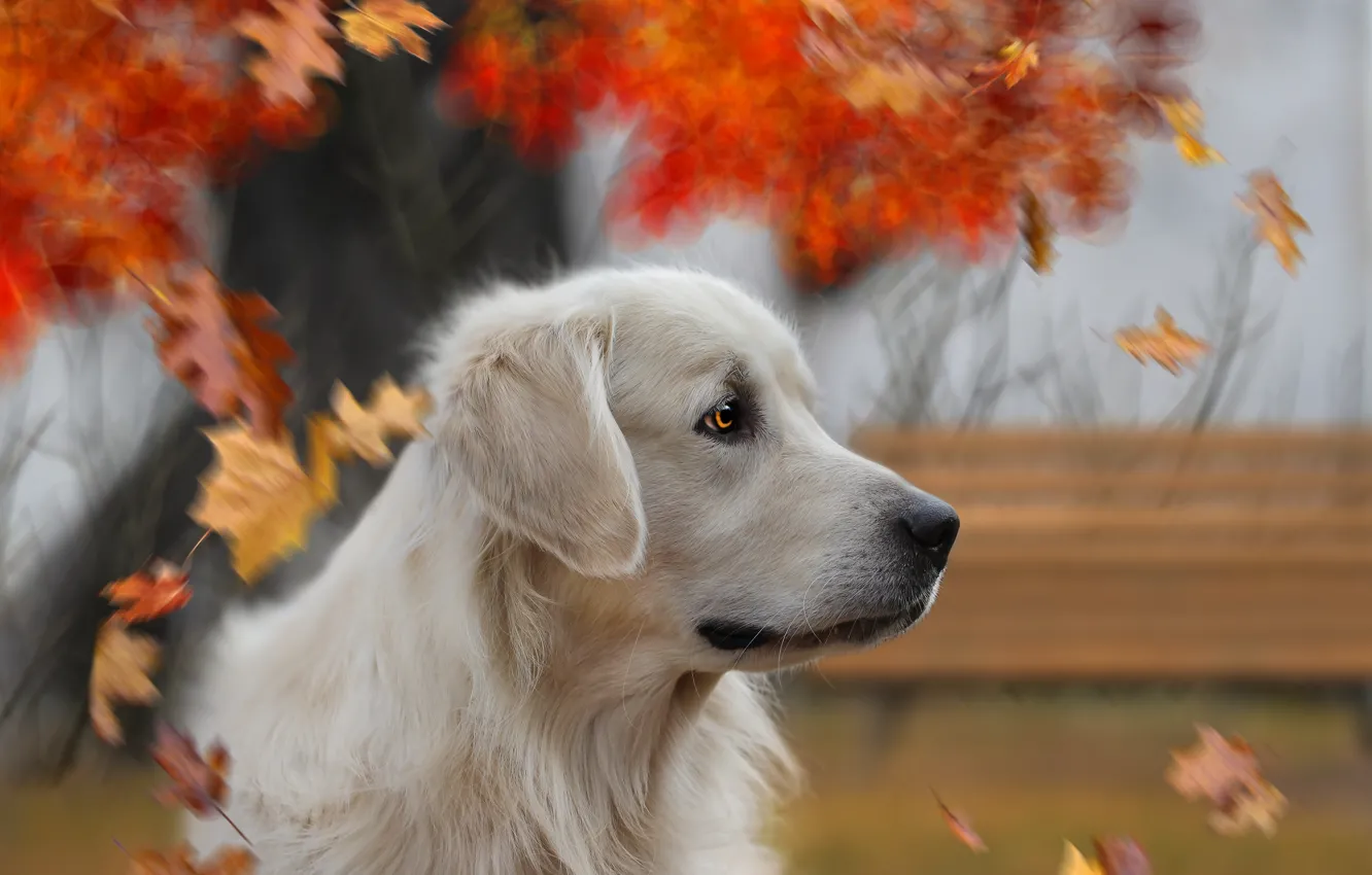 Photo wallpaper autumn, look, background, each, dog