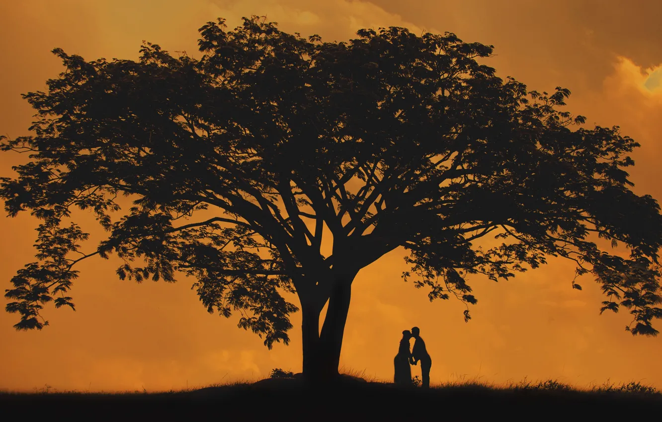 Photo wallpaper tree, silhouette, pair, lovers