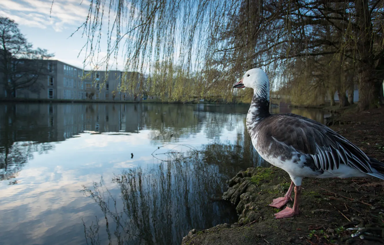 Photo wallpaper trees, branches, the city, reflection, bird, shore, home, pond