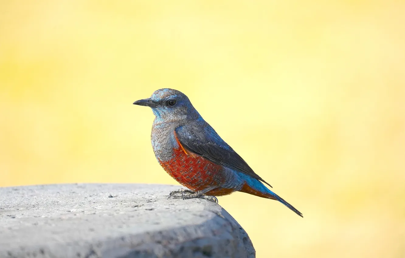 Photo wallpaper microsemi, bird, beautiful, bright color