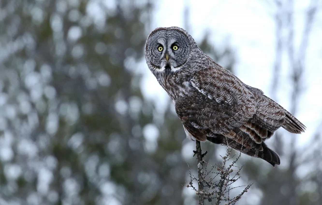 Photo wallpaper forest, branches, owl, bird, bokeh, owl