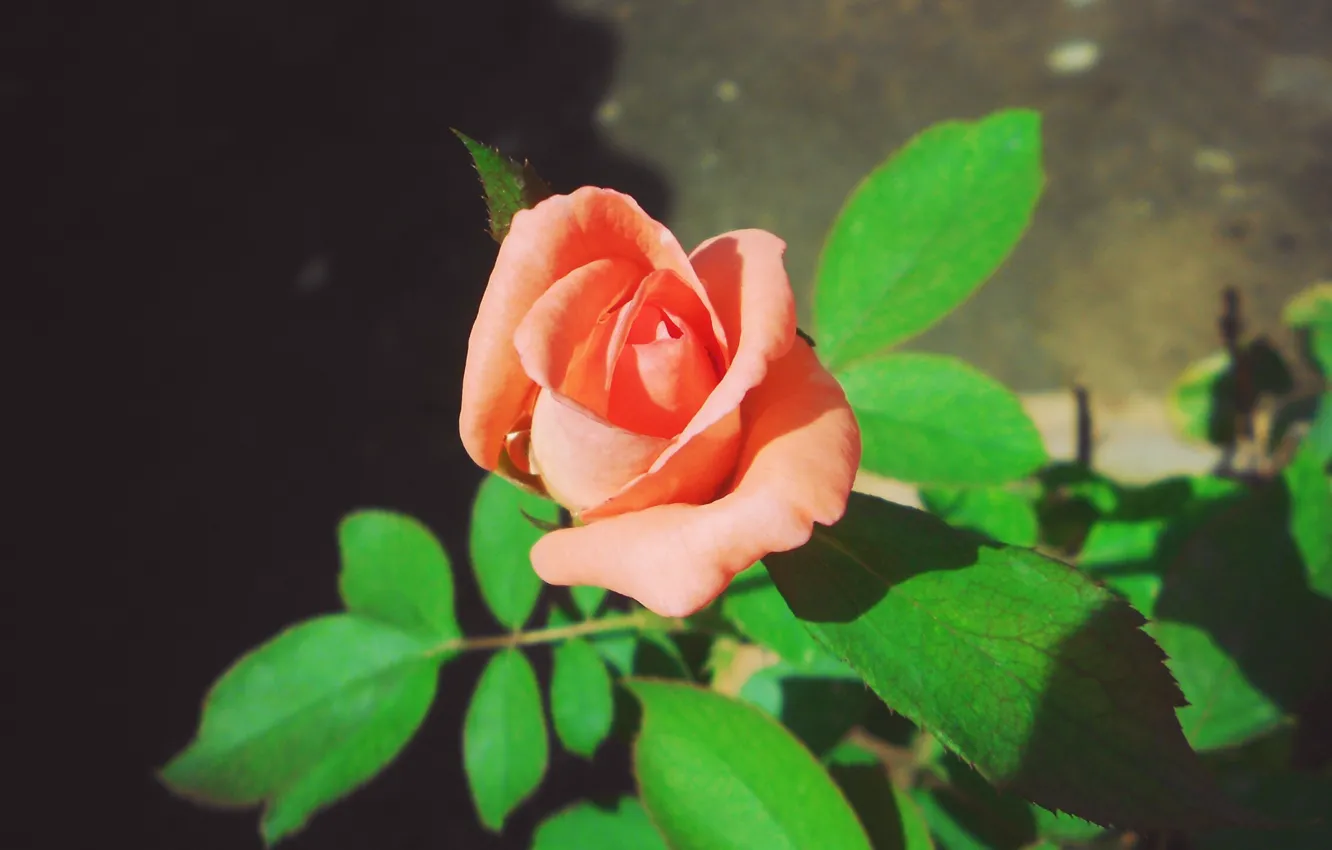 Photo wallpaper rose, macro, orange, soft