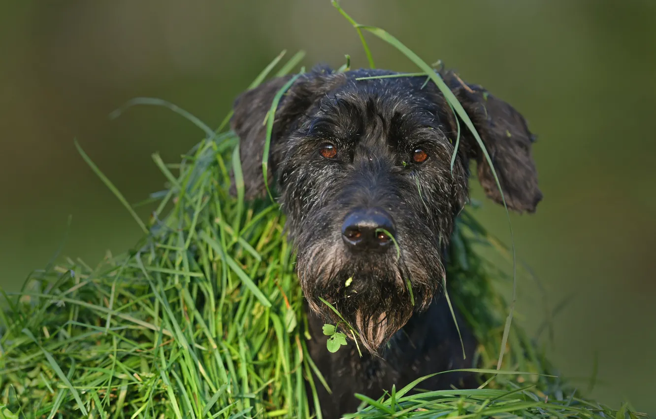 Photo wallpaper grass, look, face, dog, shelter, disguise, dog