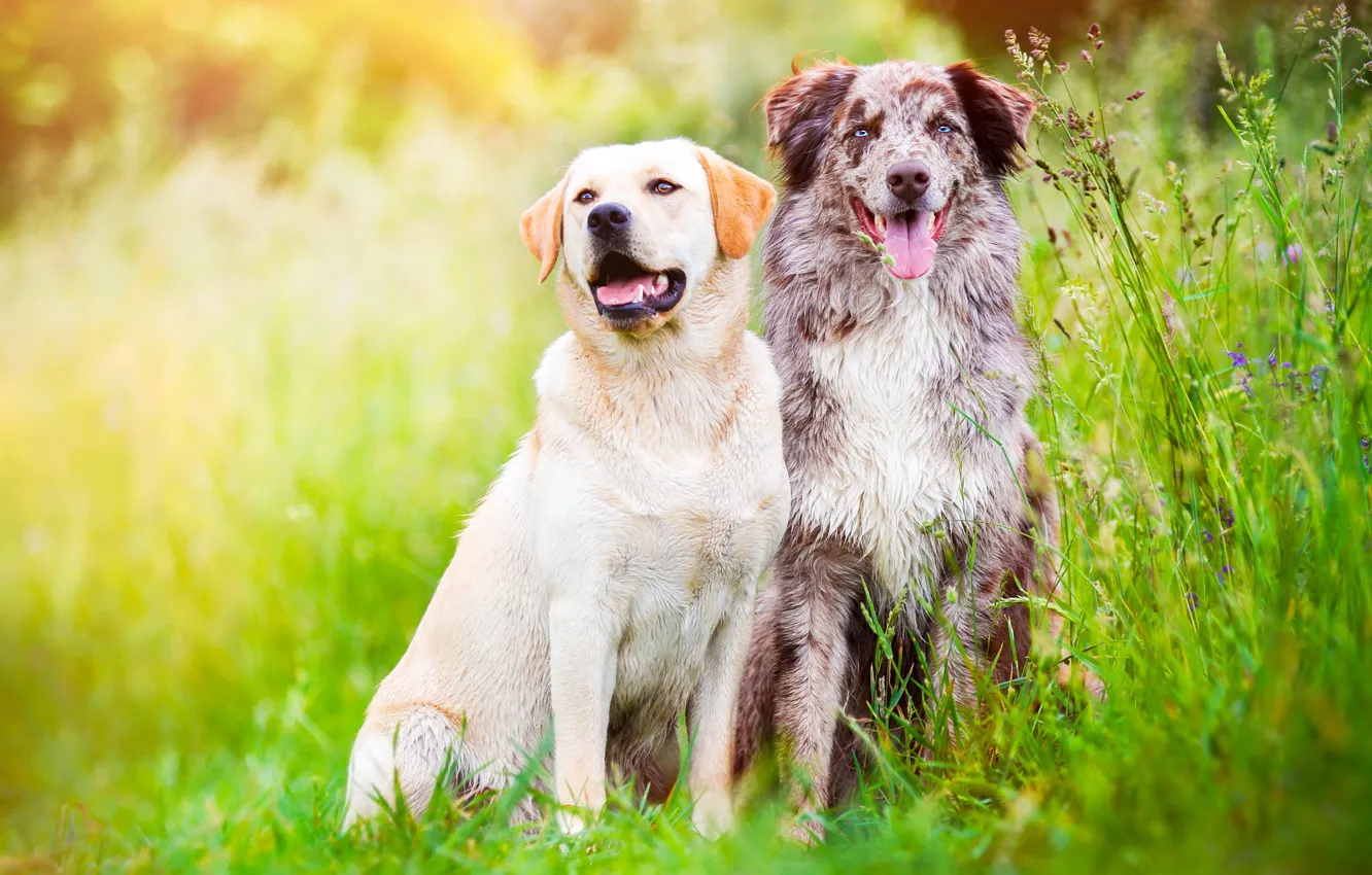 Photo wallpaper greens, field, language, summer, grass, nature, each, dog