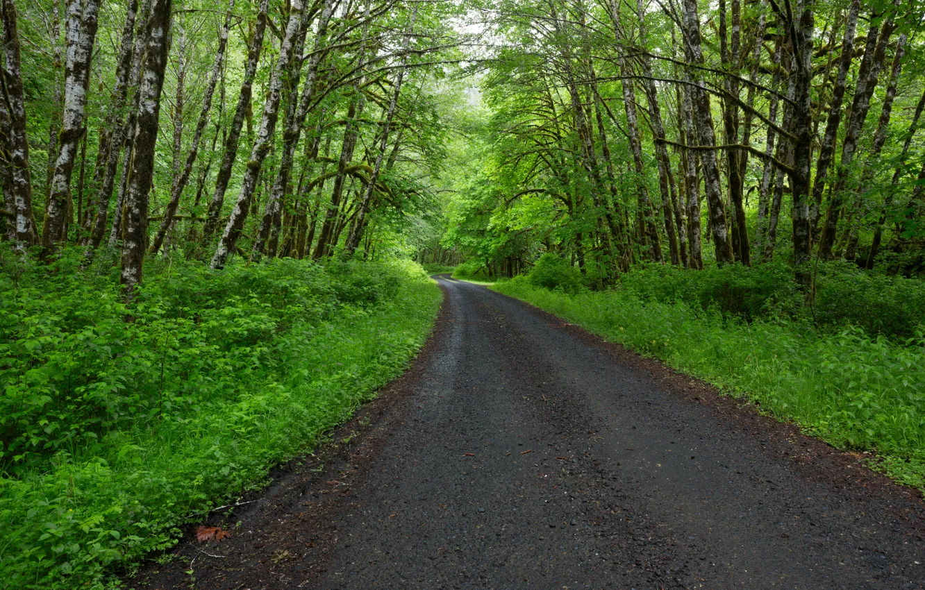 Photo wallpaper road, forest, Oregon, USA, USA, forest, road, Oregon