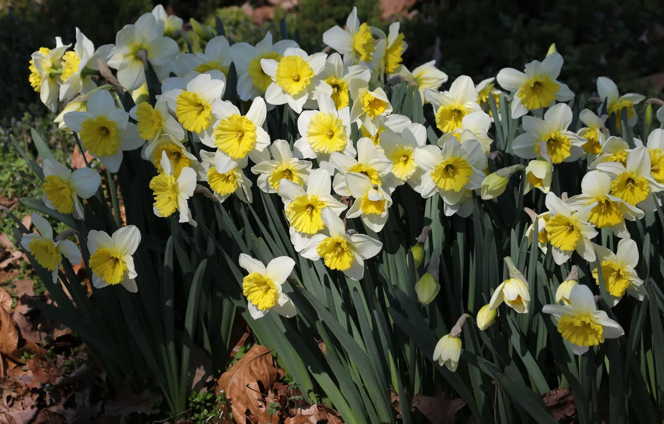 Photo wallpaper light, flowers, shadow, spring, white, daffodils