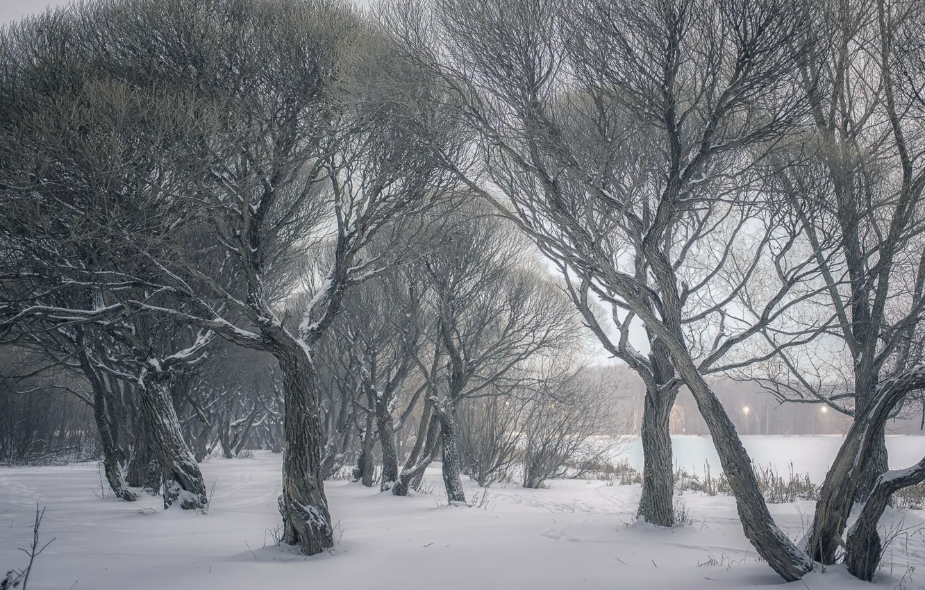 Photo wallpaper winter, frost, field, forest, snow, trees, branches, Park
