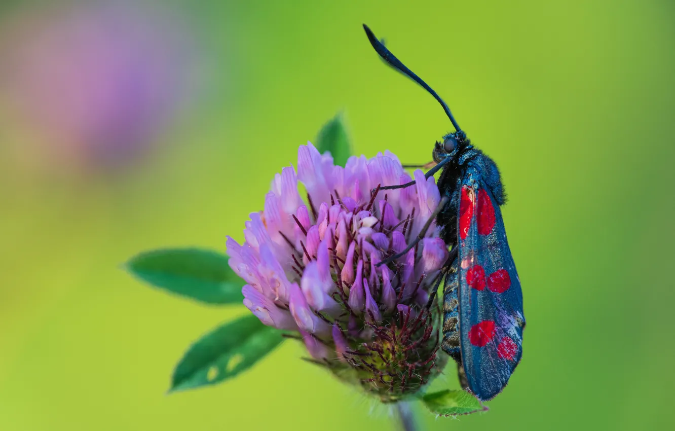 Photo wallpaper flower, macro, butterfly, insect, motley, clover butterfly, zygaena filipendulae