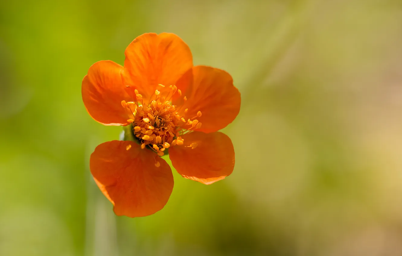 Photo wallpaper flowers, orange, background, petals