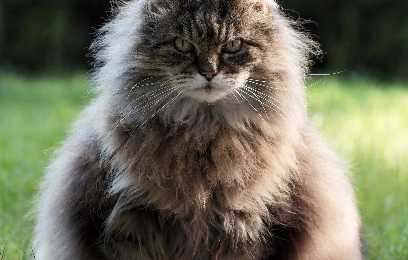 Photo wallpaper cat, look, face, fluffy, thick