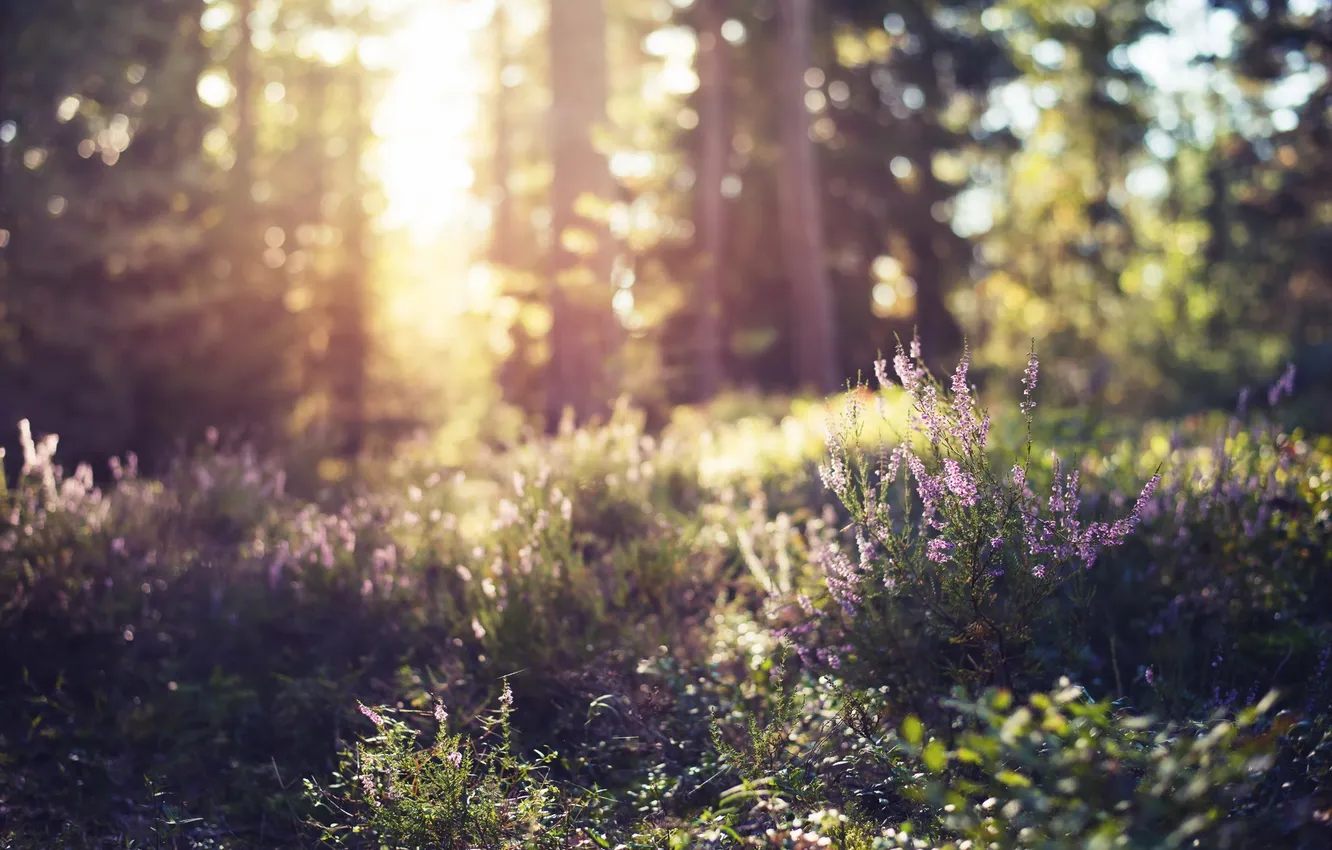 Photo wallpaper forest, nature, background