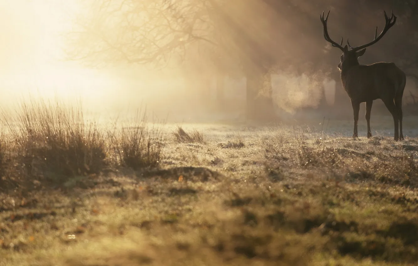 Photo wallpaper nature, fog, deer, morning