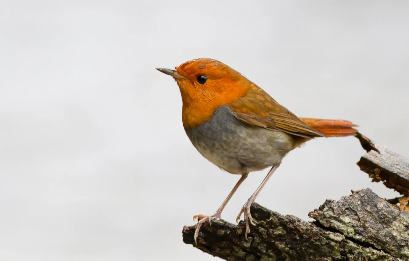 Photo wallpaper trees, bird, trunk, bark