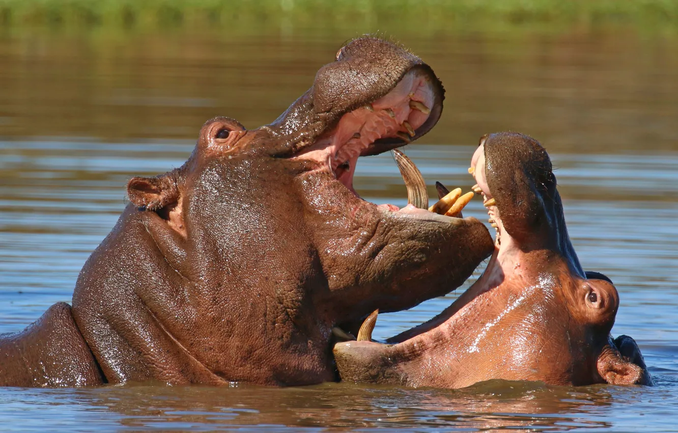 Photo wallpaper two, bathing, pair, Hippo, pond
