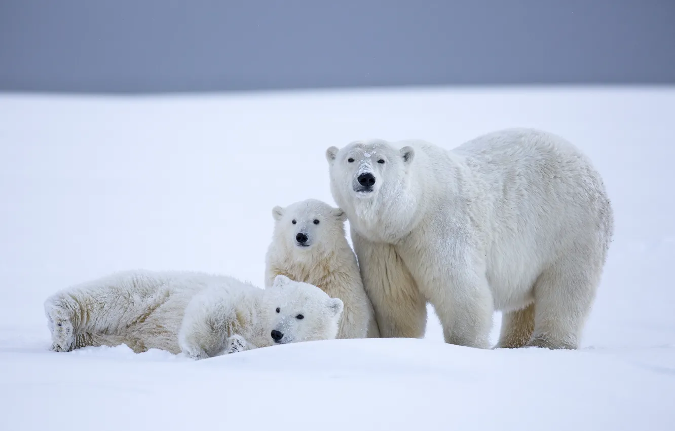Photo wallpaper winter, snow, bear, Alaska, bear, cub, polar bears, bear