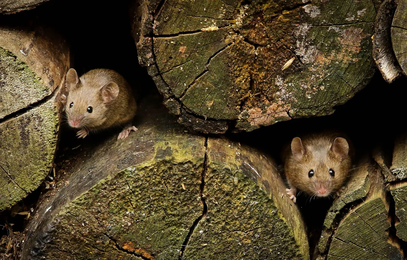 Photo wallpaper mouse, log, funny
