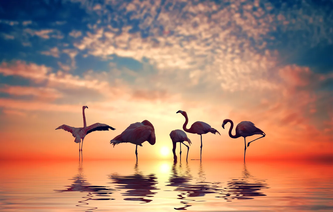 Photo wallpaper the sky, the sun, clouds, sunset, birds, reflection, Flamingo, pond