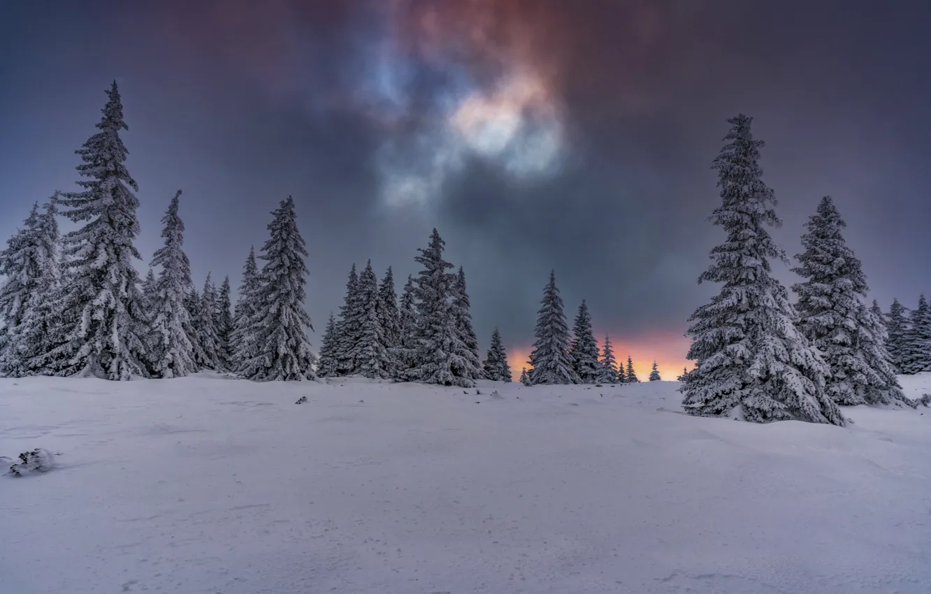 Photo wallpaper the sky, clouds, snow, lights, Trees, tree, Vitosha Mountain