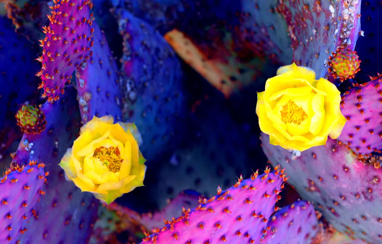 Photo wallpaper flowers, desert, plant, cactus