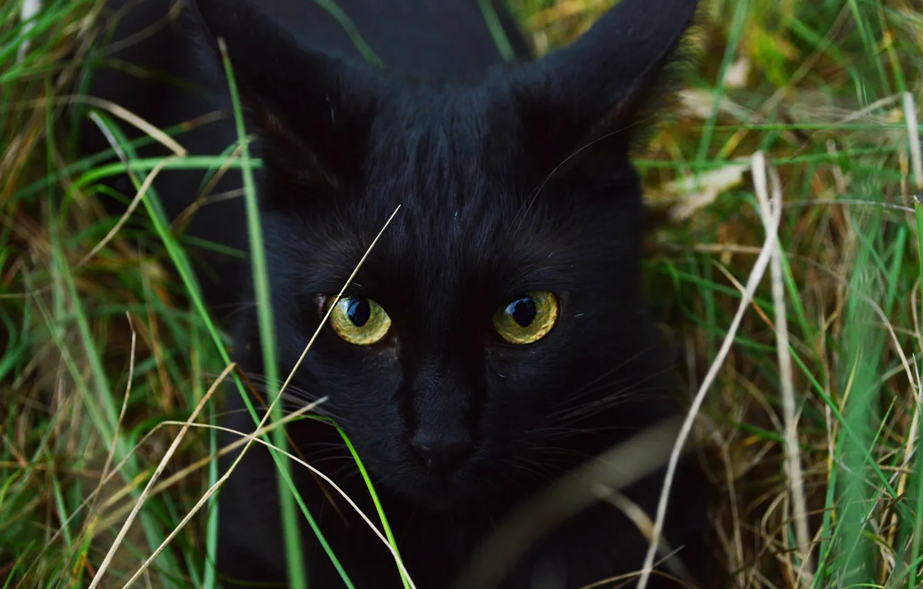 Photo wallpaper cat, grass, cat, look, face, pose, black, portrait