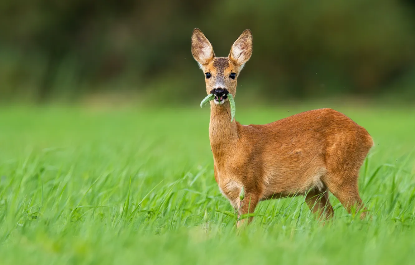 Photo wallpaper grass, look, ROE