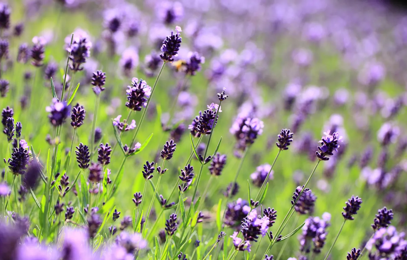 Photo wallpaper field, macro, flowers, glade, blur, purple, lavender, lilac