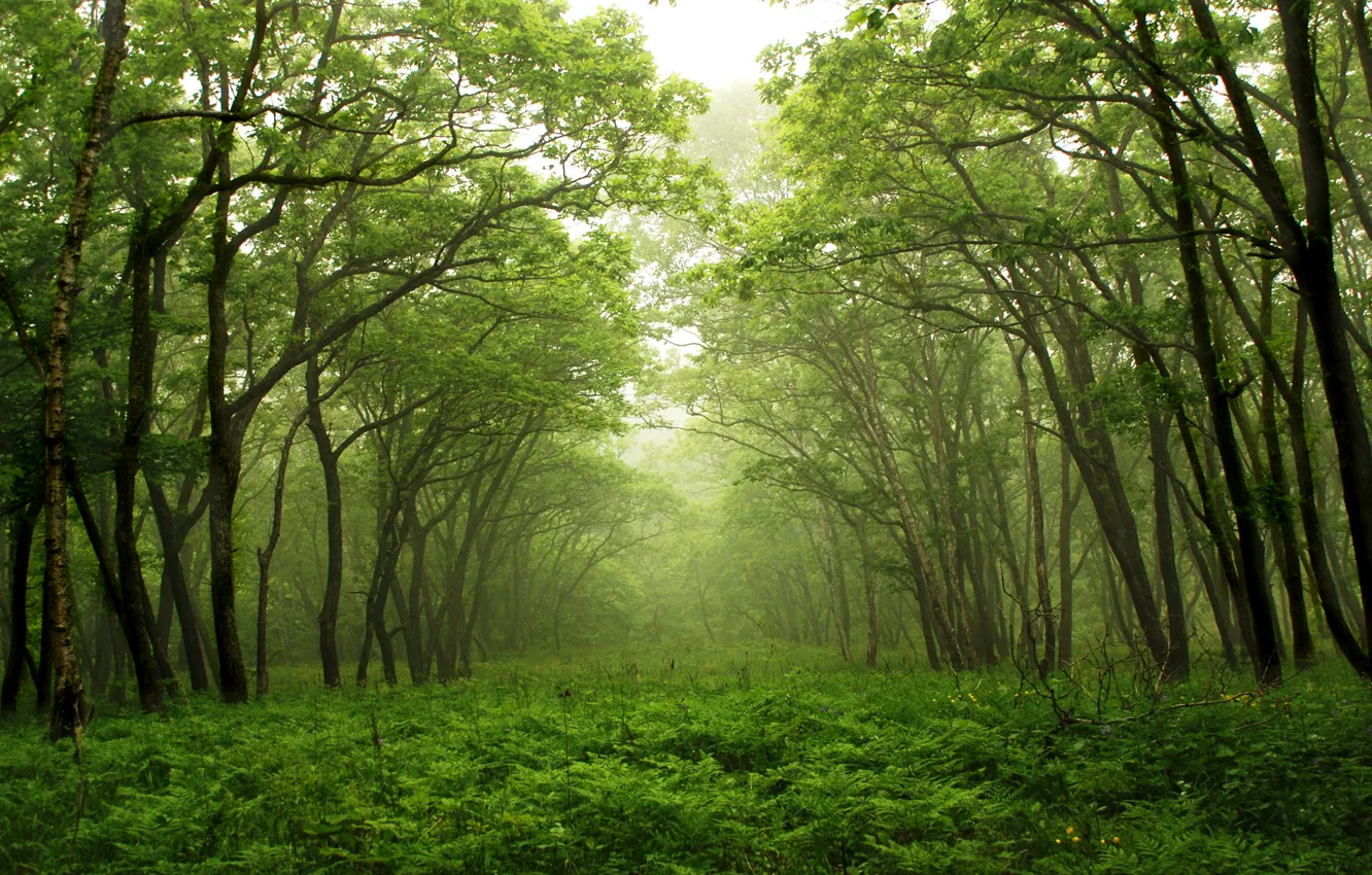 Photo wallpaper forest, trees, nature, fog