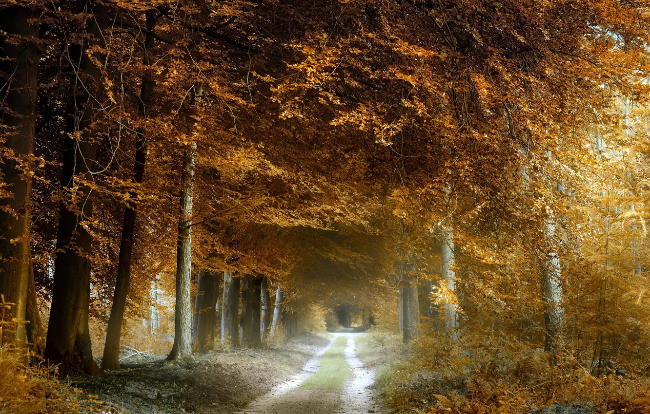 Photo wallpaper road, autumn, forest