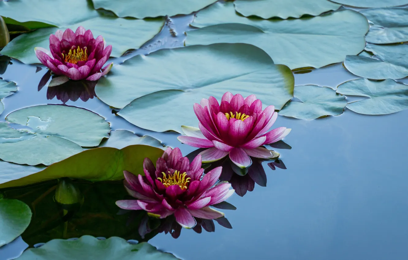 Photo wallpaper Lotus, red, flower, pink, water, lake, pond, lily