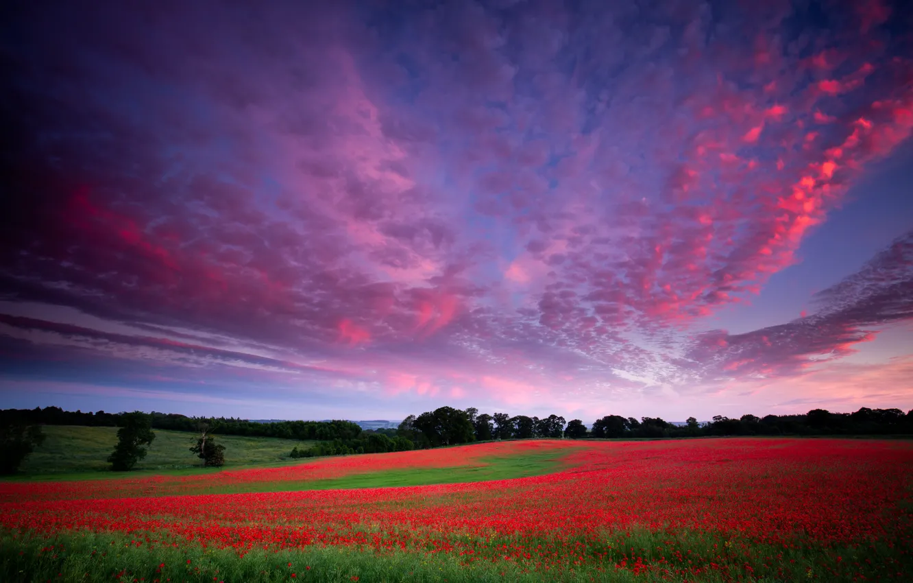 Photo wallpaper field, forest, summer, the sky, clouds, landscape, sunset, flowers