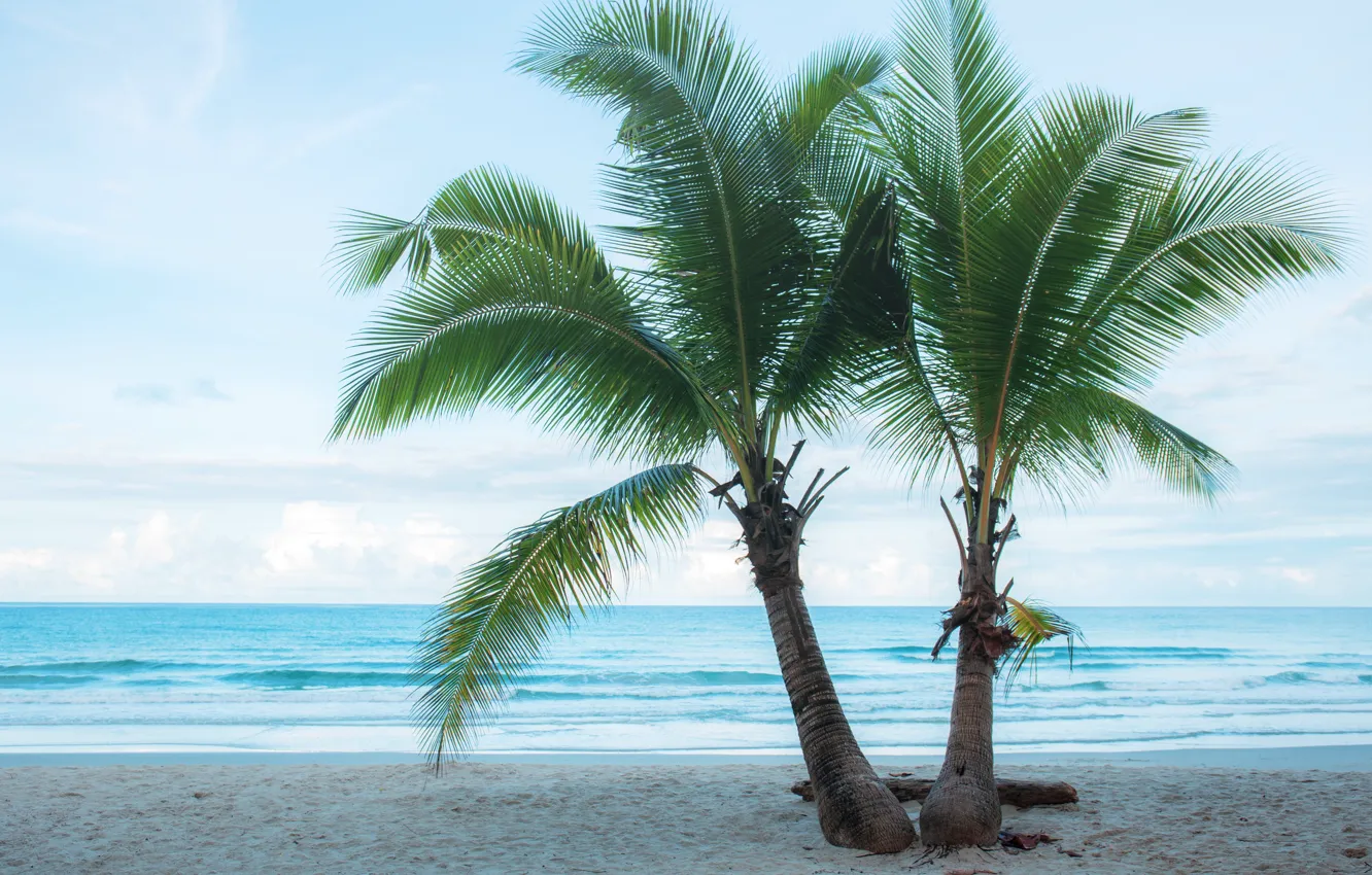 Photo wallpaper sand, sea, beach, summer, palm trees, summer, beach, sea