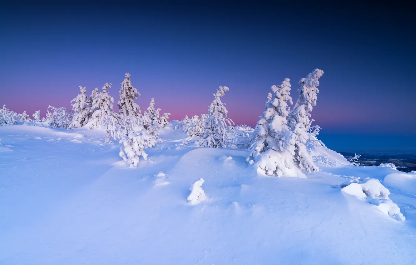 Photo wallpaper winter, snow, trees, landscape, nature, dawn, morning, ate