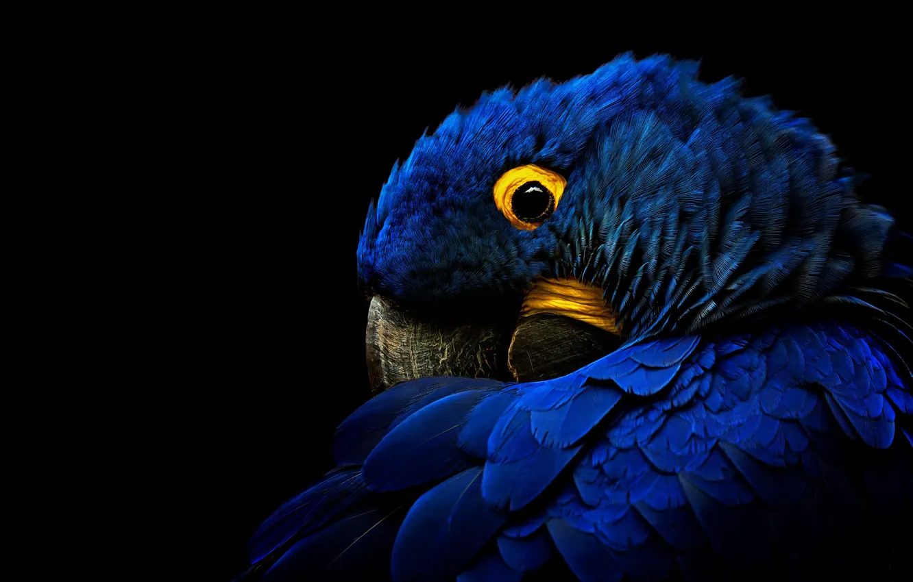 Photo wallpaper look, blue, pose, bird, portrait, parrot, black background, Ara